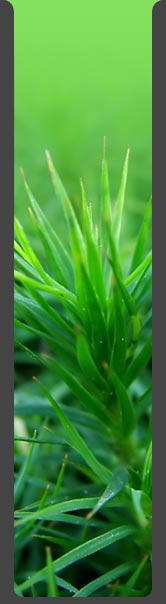 Rostlina